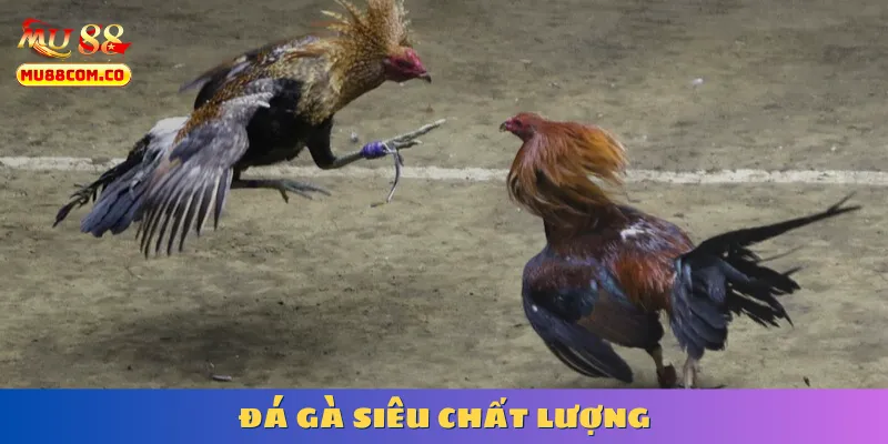 da-ga-sieu-chat-luong