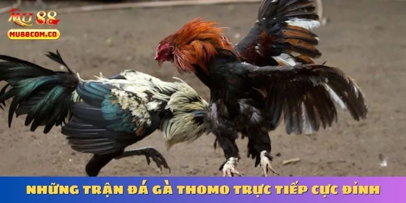 nhung-tran-da-ga-thomo-truc-tiep-cuc-dinh